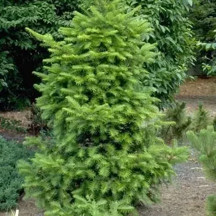 thumbnail for publication: Abies firma: Japanese Fir